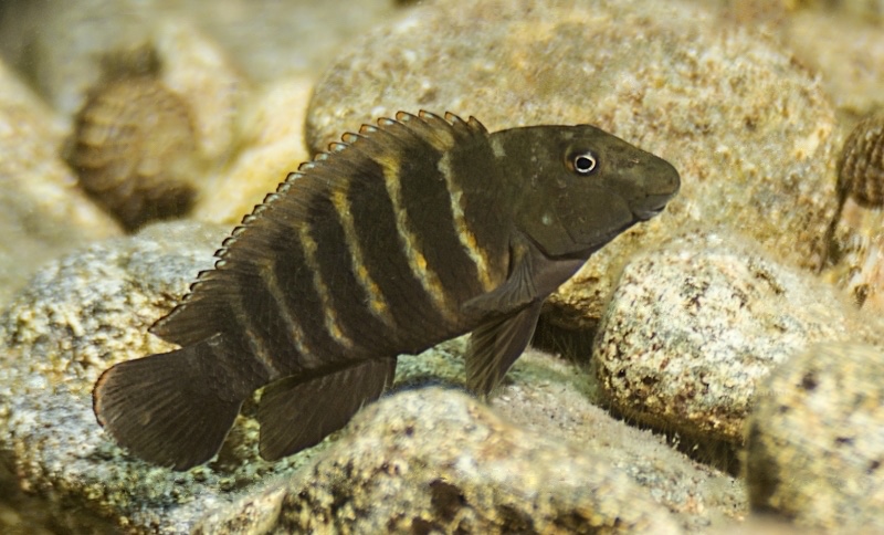 Eretmodus marksmithi 'Kilima'